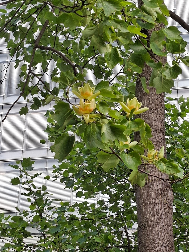 Tulipanowiec — Bild 1