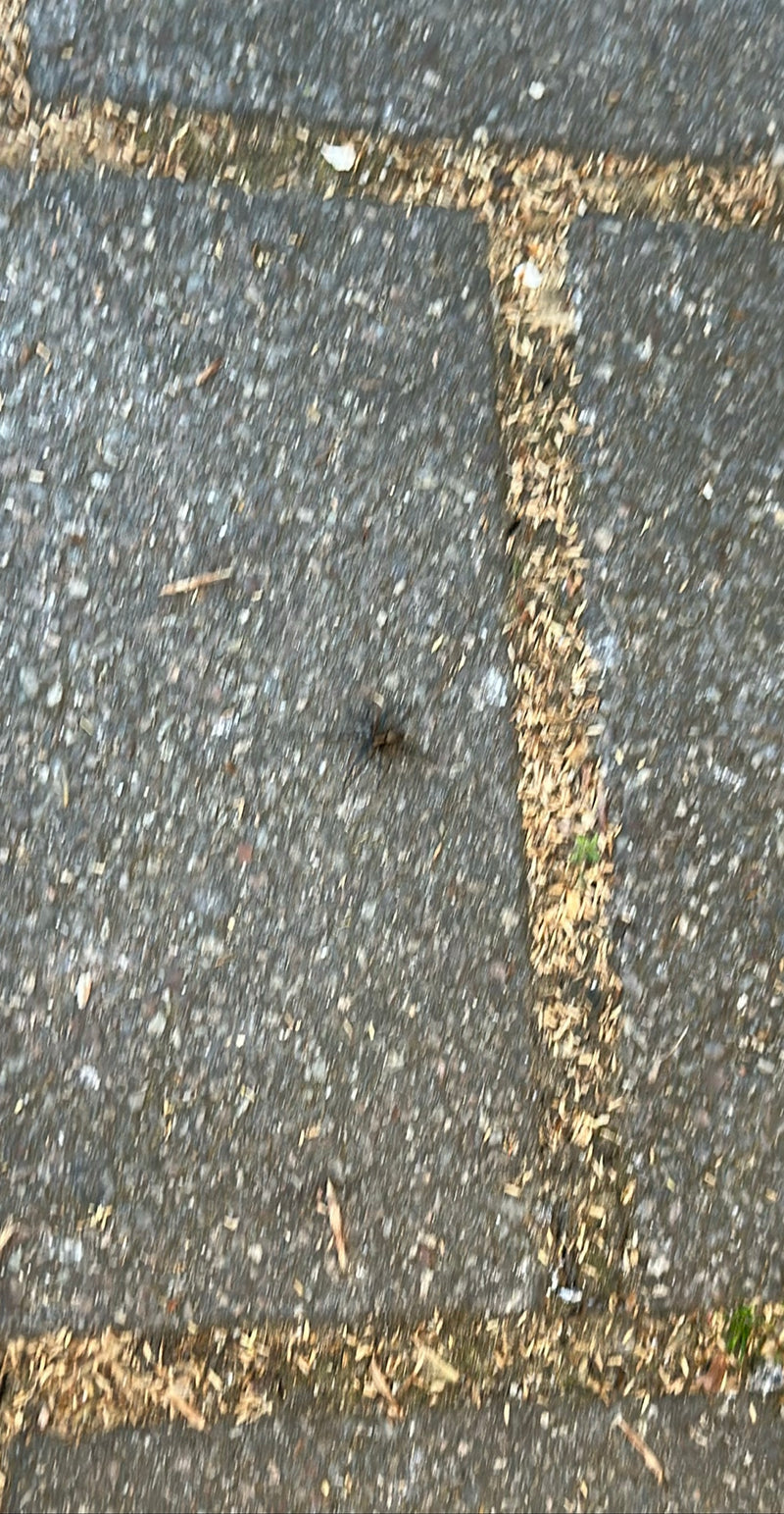 Zdjęcie przedstawia Pardosa amentata na brukowanym podłożu. Fotografia jest mocno rozmazana.