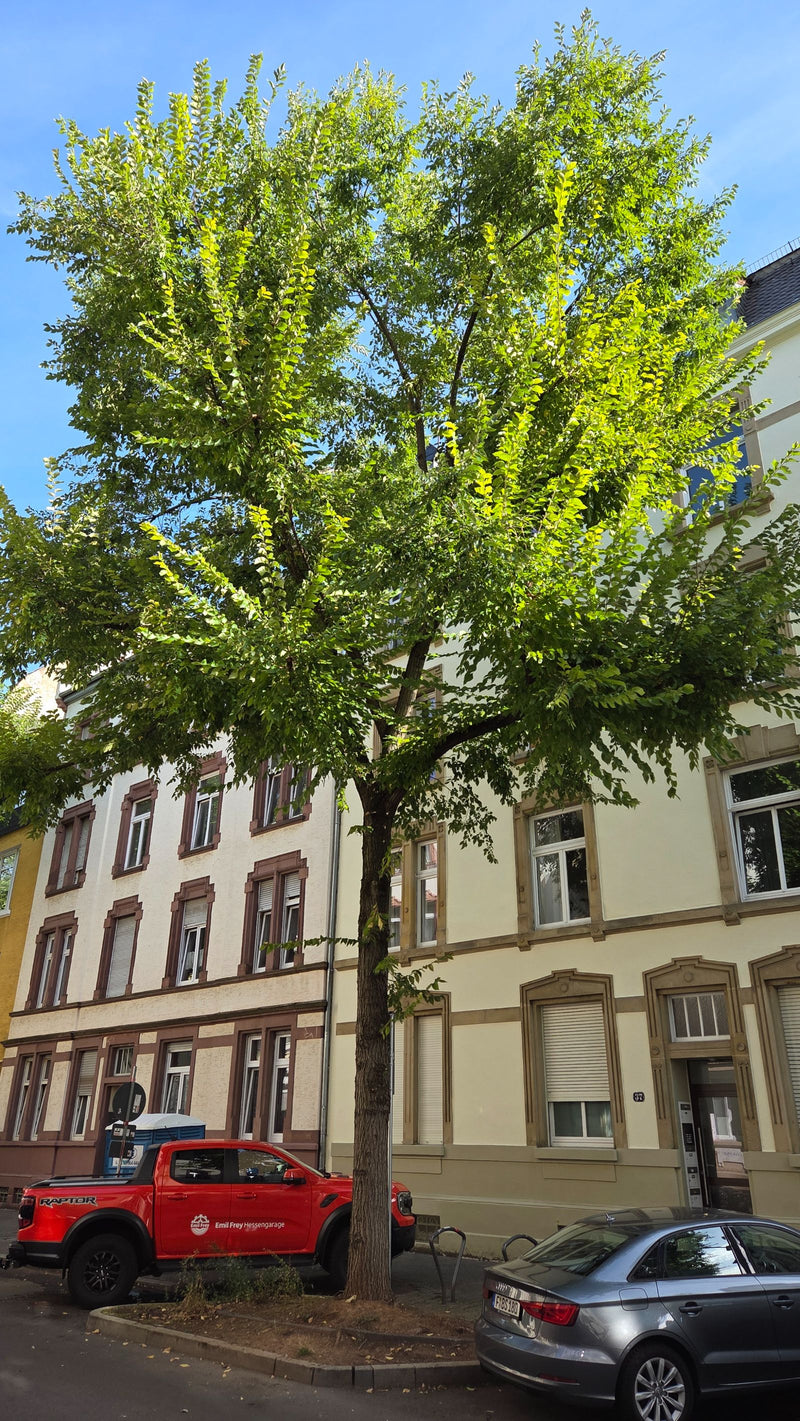 wiąz — zdjęcie 5 z 9