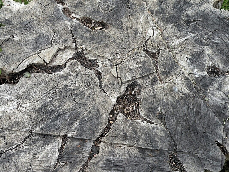 Roślina nieokreślona (bryła korzeniowa) — Bild 2