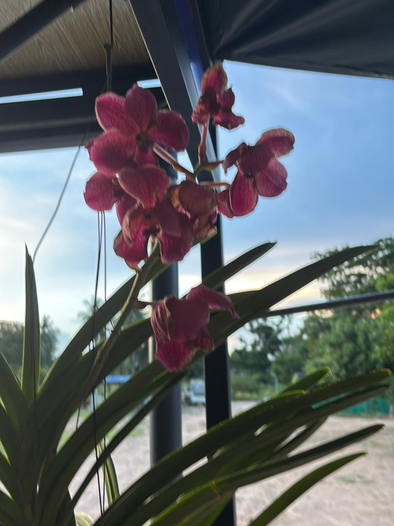 Orchidea Vanda — Bild 2
