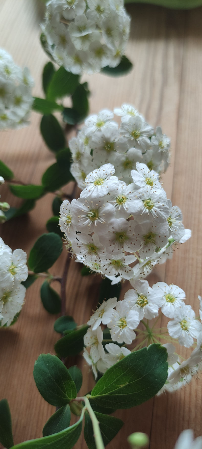 Spirea Vanhoutte’a — Bild 1