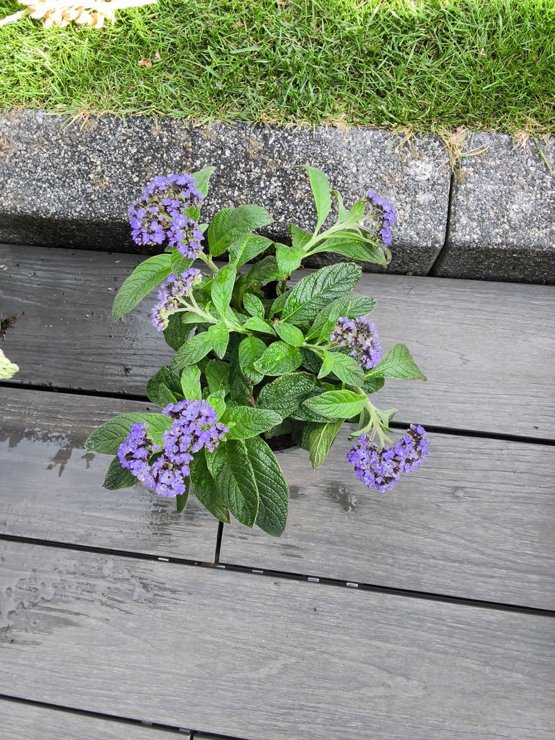 kwiat wanilii — Bild 1