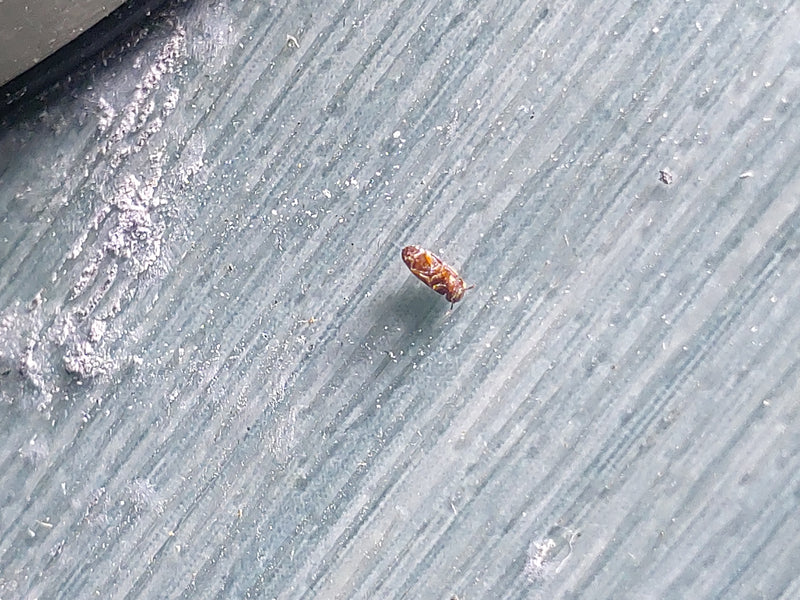 Trogoderma zmienna — Bild 1