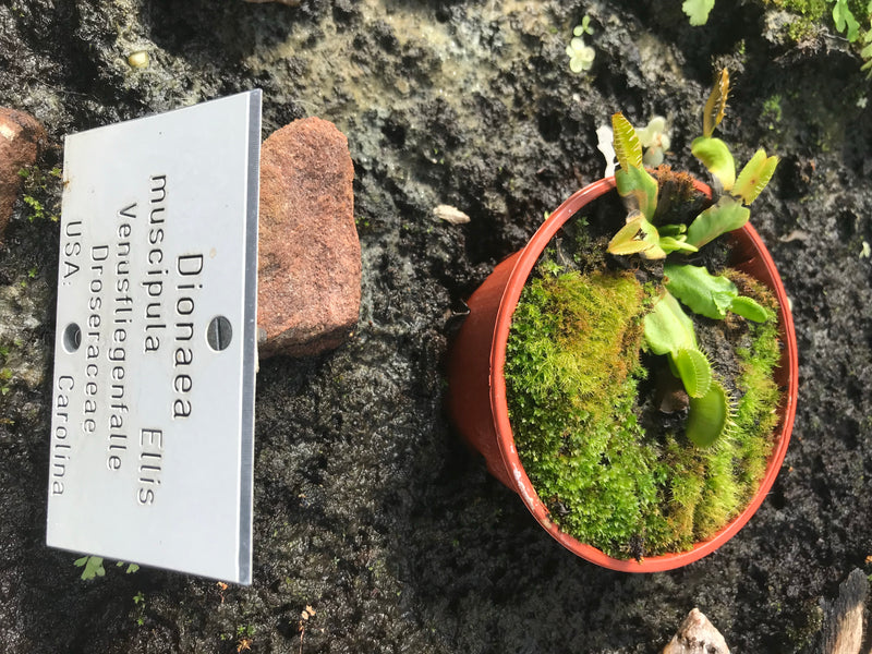 Zdjęcie przedstawia muchołówkę amerykańską w małej doniczce obok etykiety botanicznej. Charakterystyczne pułapki rośliny są dobrze widoczne.