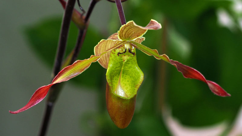 Venustums Frauenschuh — Bild 1