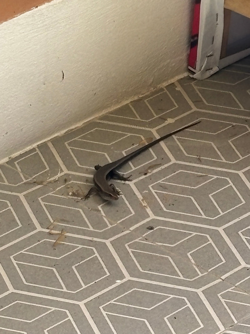 Skink w liczne paski — Bild 1