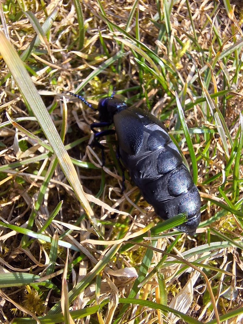 Fioletowy chrząszcz oleisty — Bild 1