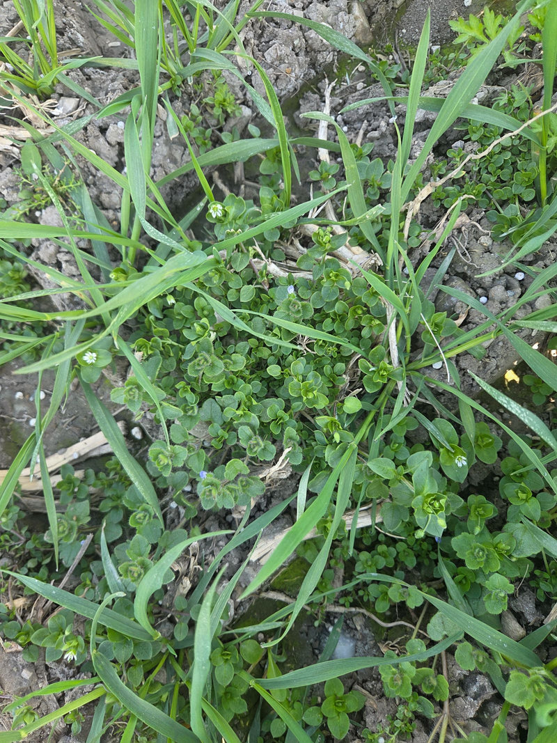 Ciecierzyca — Bild 1