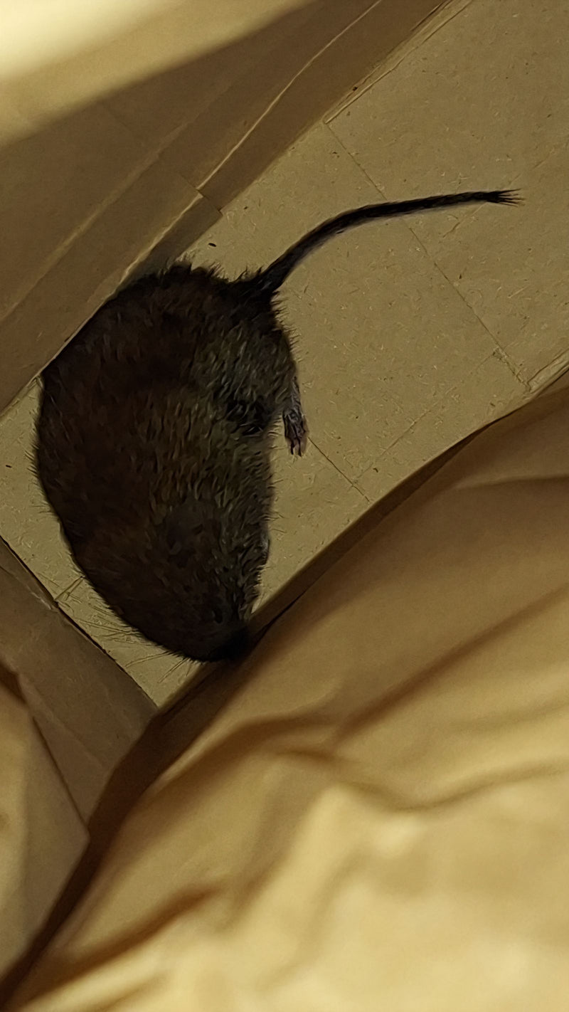 Nornik (Microtus sp.) — Bild 1