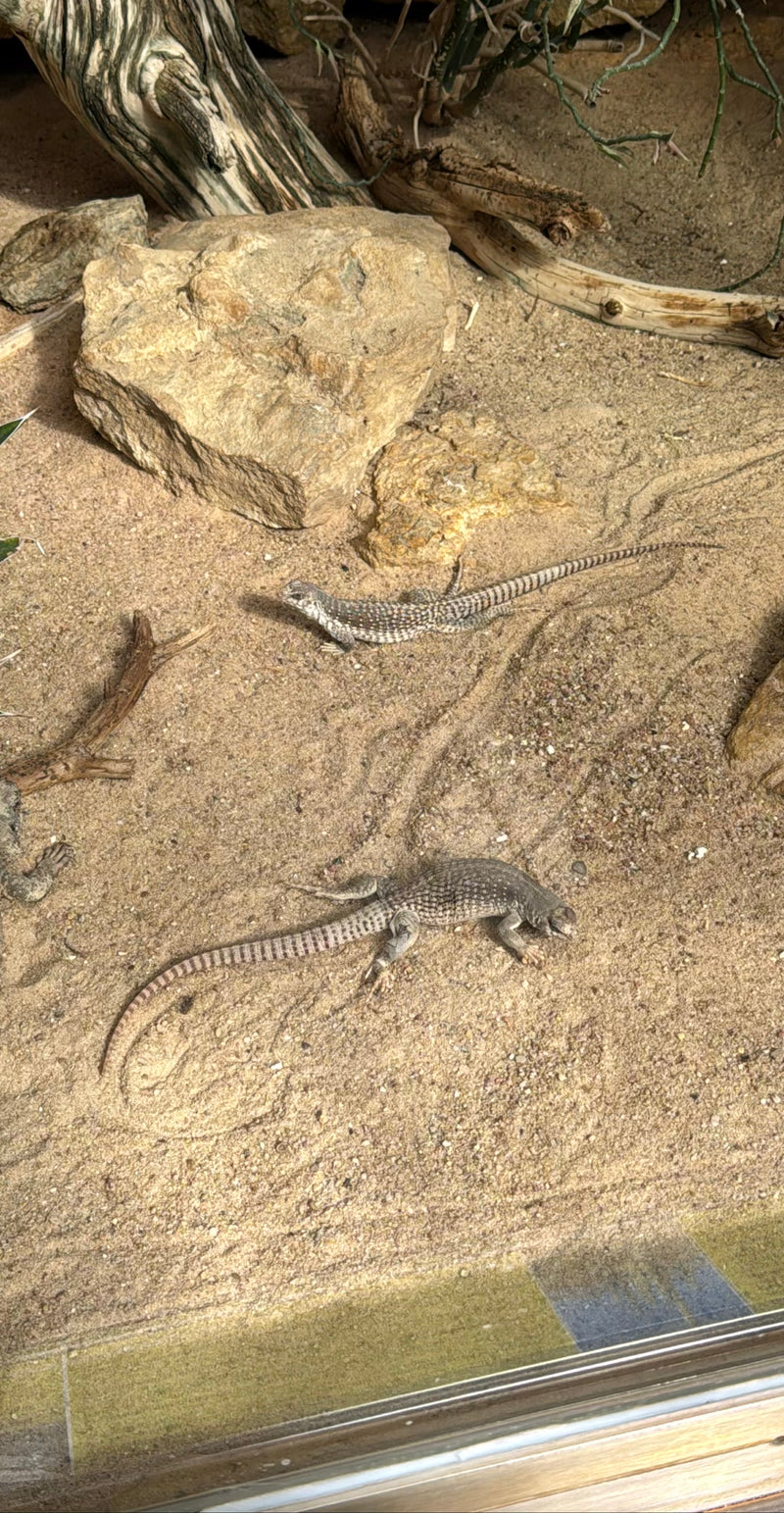 iguana pustynna — Bild 1