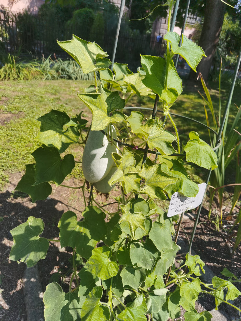 Tykwa woskowa — Bild 2