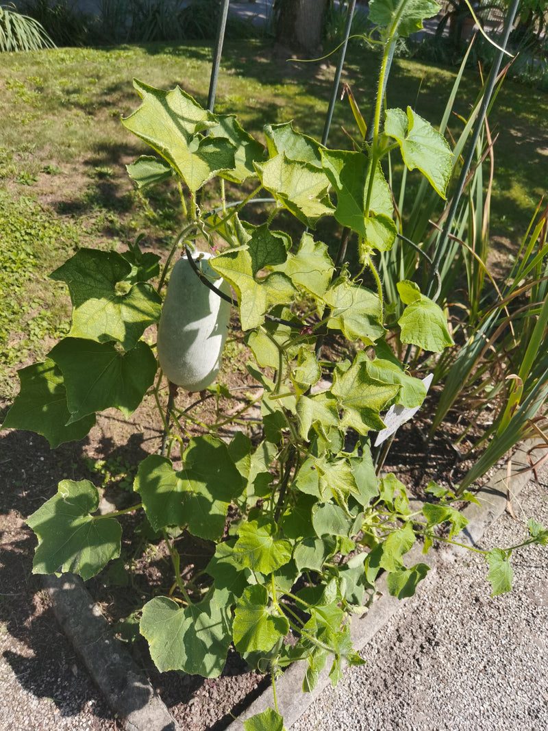 Tykwa woskowa — Bild 1
