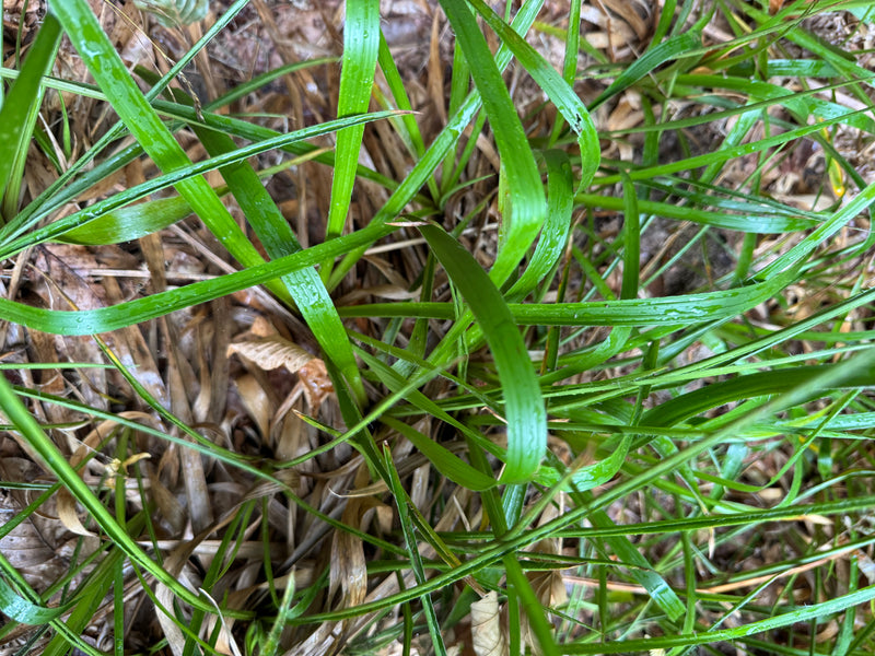 Wald-Hainsimse — zdjęcie 1 z 1