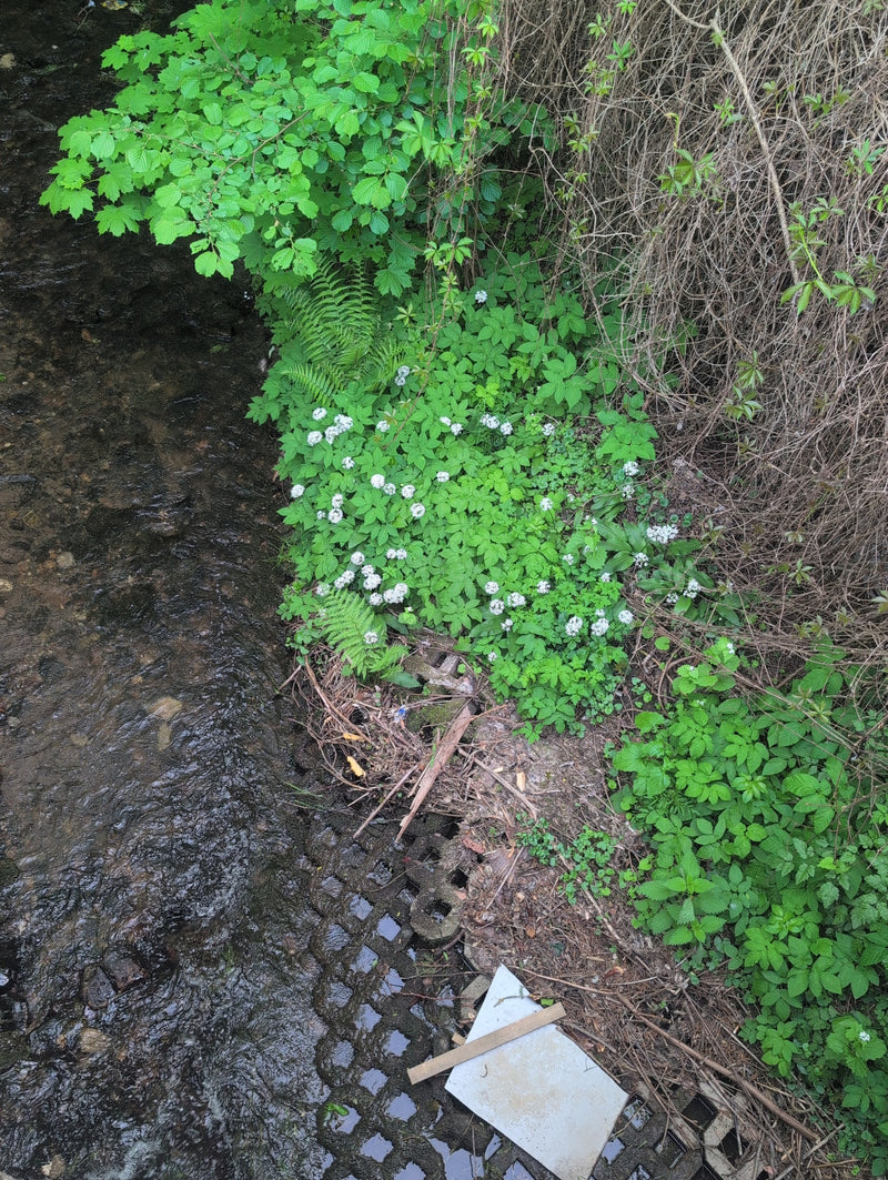 Pianka leśna — Bild 1