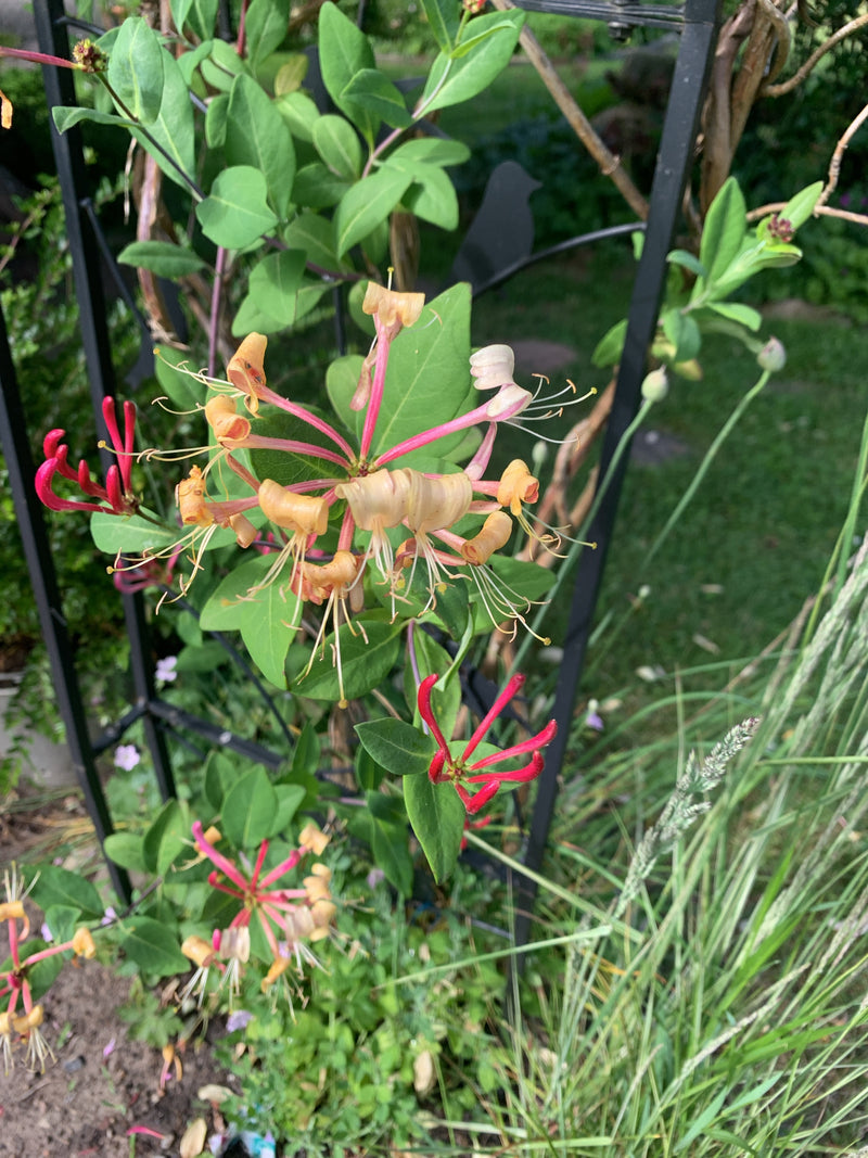 Wiciokrzew — Bild 2
