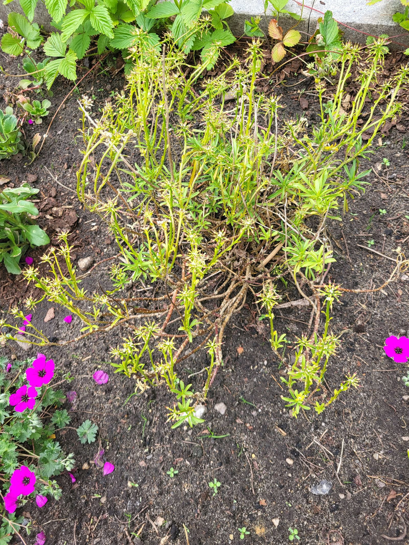 Marzanka — zdjęcie 3 z 14