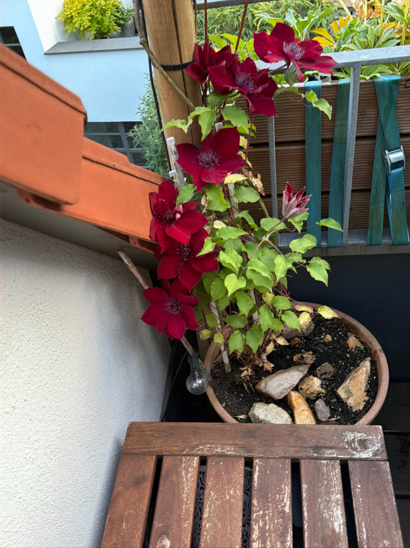 Powojnik — Bild 1