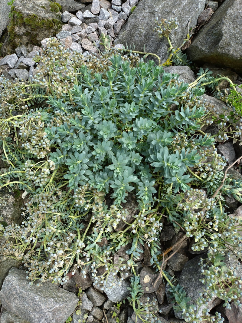 Wysypka rolkowa — Bild 2