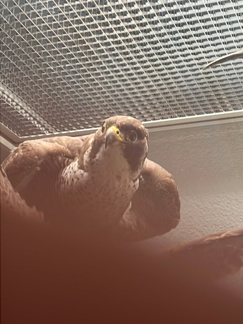Sokół wędrowny — zdjęcie 1 z 1