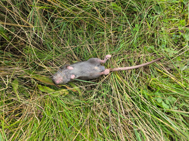 Na zdjęciu widać martwego szczura wędrownego leżącego na plecach w wysokiej trawie. Długi ogon i łapy są dobrze widoczne.