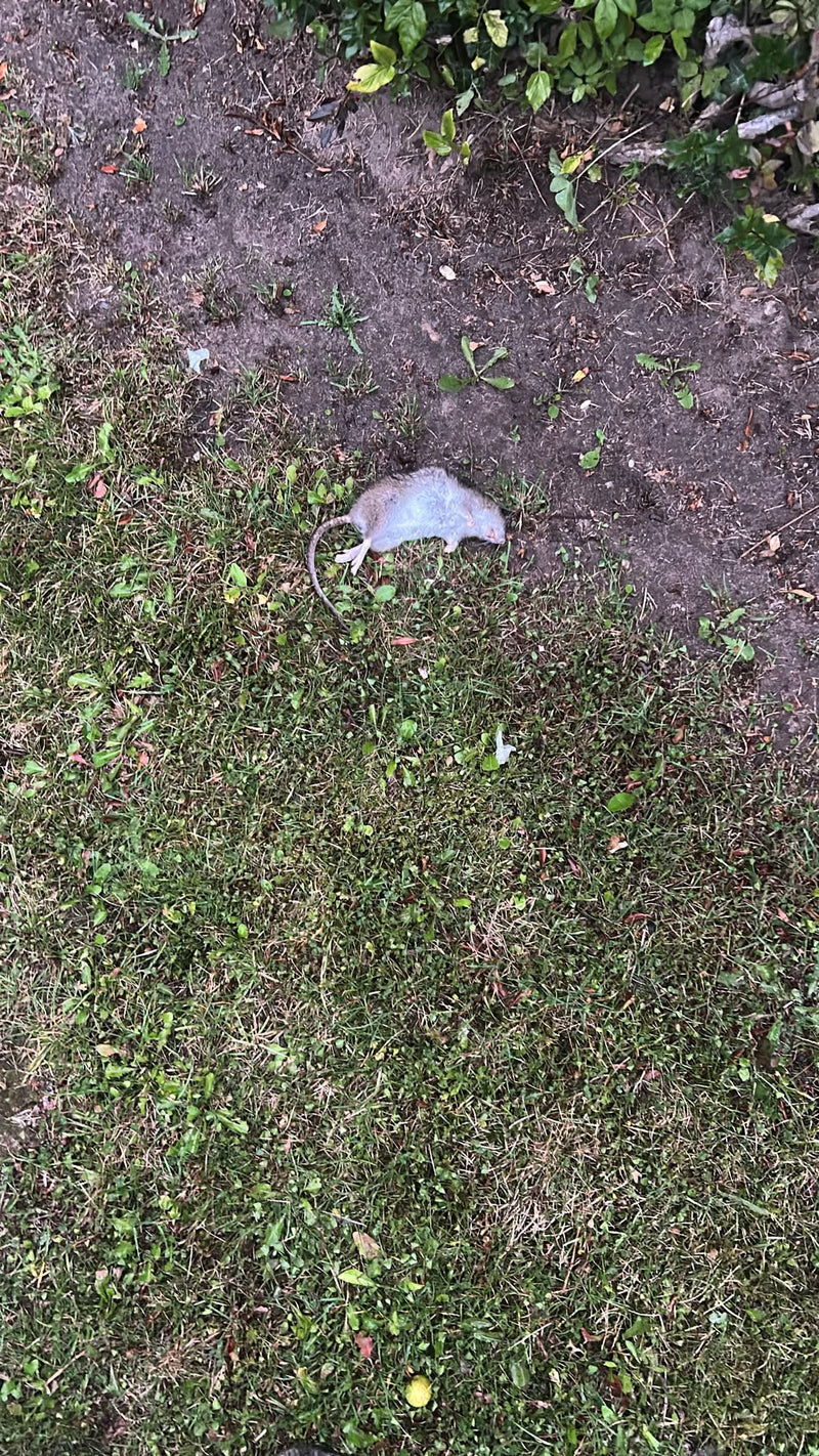 Martwy szczur wędrowny leży na trawniku w pobliżu ziemi. Zwierzę jest dobrze widoczne z góry.