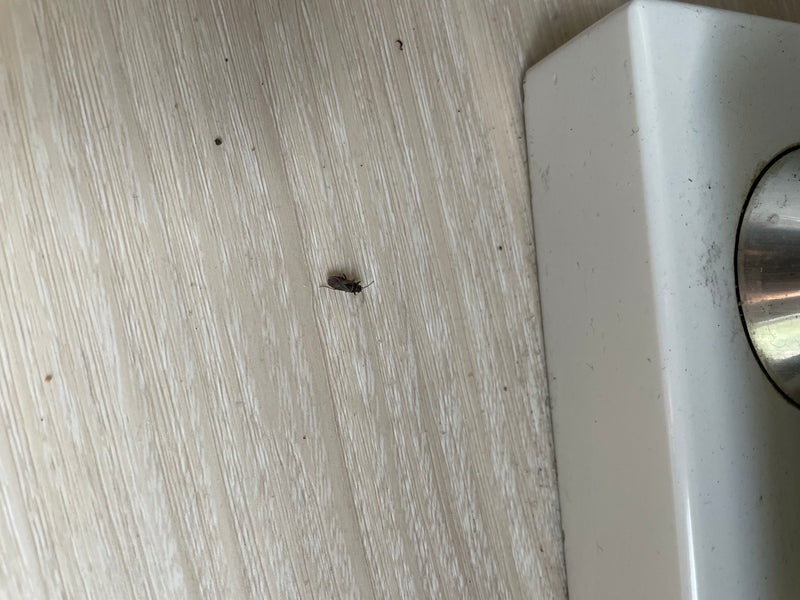 Zdjęcie przedstawia małą pluskwiaka siedzącego na jasnej drewnianej podłodze w pobliżu białego przedmiotu.
