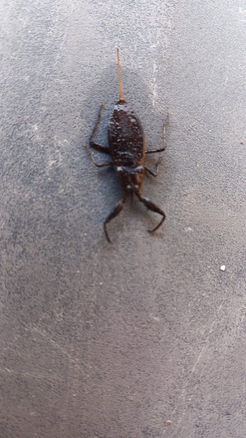 Skorpion wodny — Bild 1
