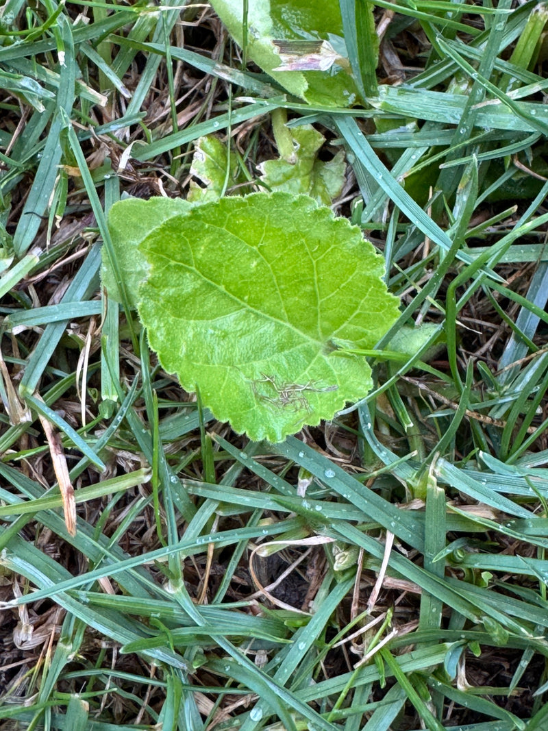 Ślaz — Bild 2