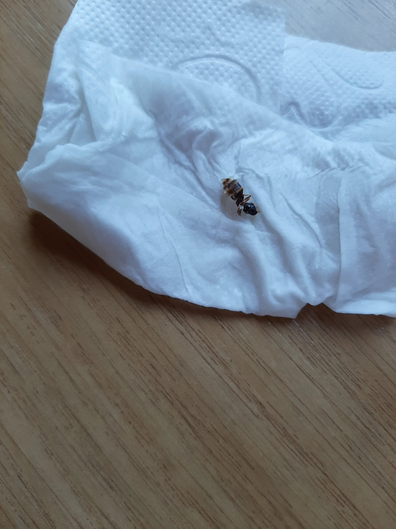 Mrówka ogrodowa (rodzaj Lasius ) — zdjęcie 5 z 15