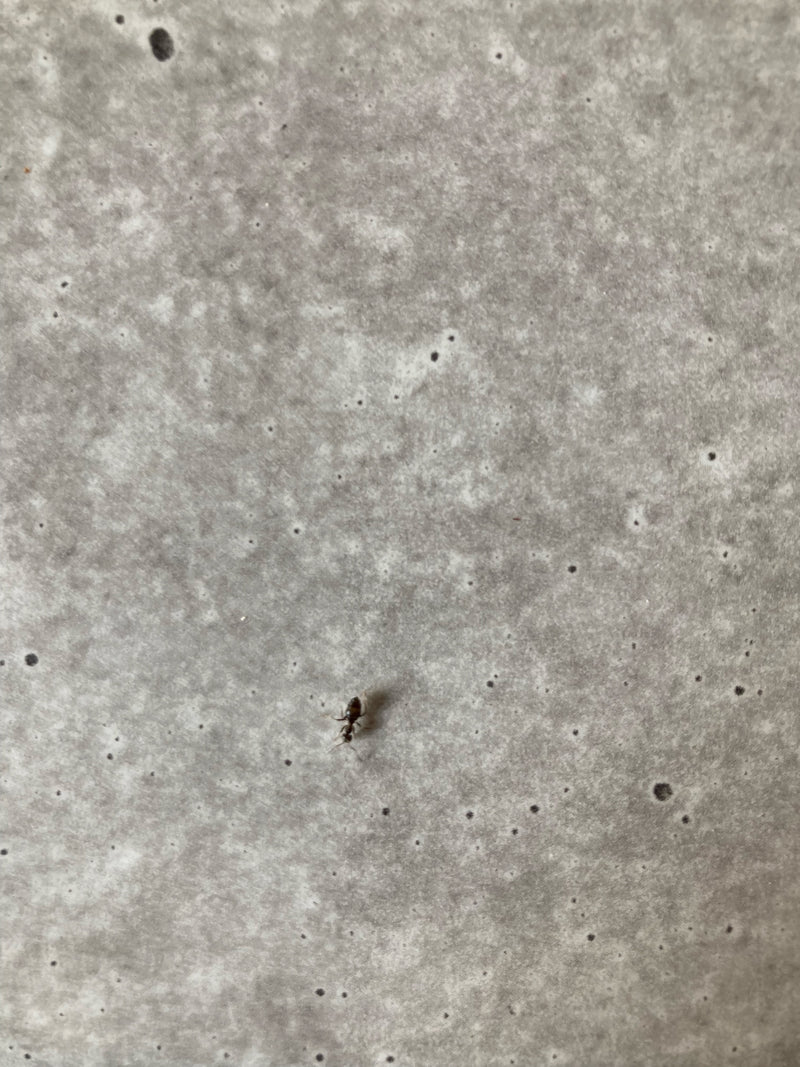 Mrówka ogrodowa (rodzaj Lasius ) — Bild 2