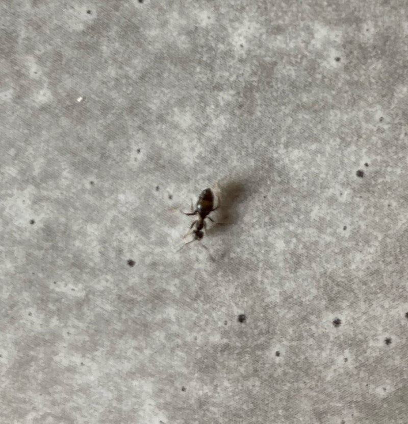 Mrówka ogrodowa (rodzaj Lasius ) — Bild 3