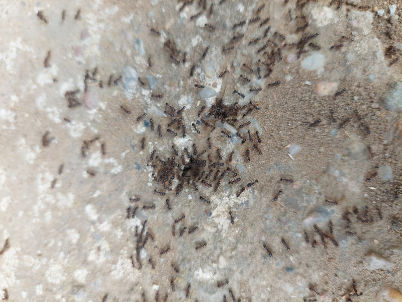 Mrówka ogrodowa (rodzaj Lasius ) — Bild 1