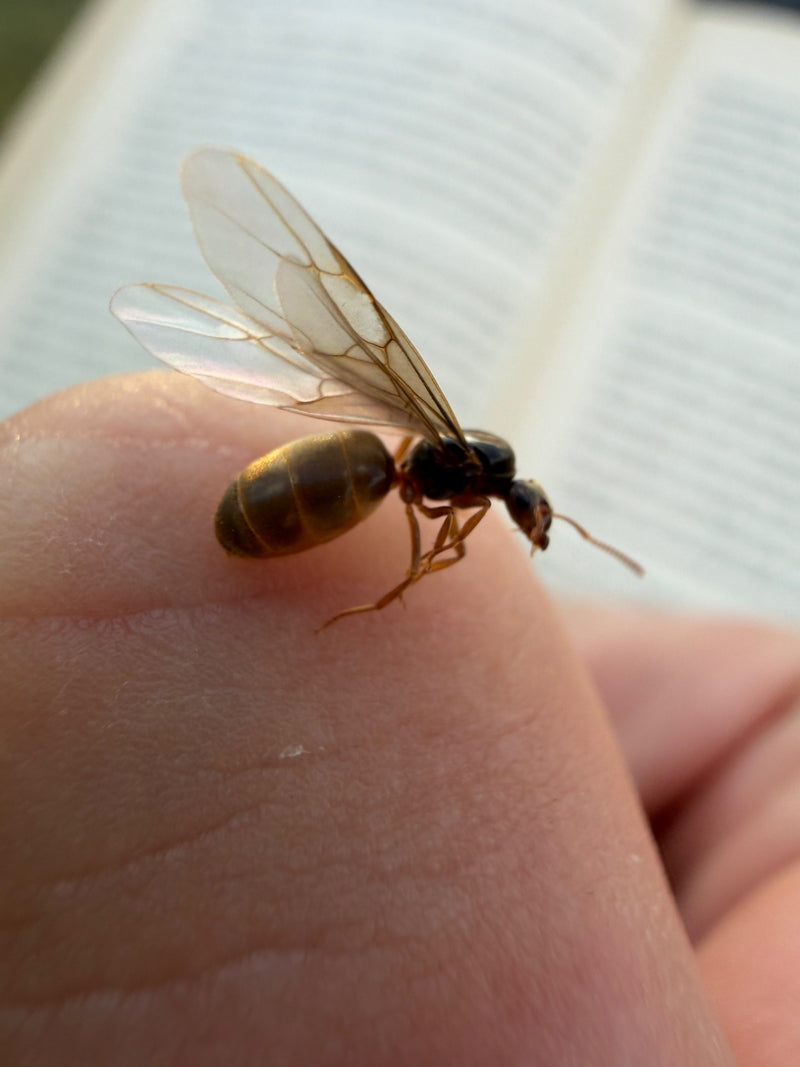 Mrówka ogrodowa (rodzaj Lasius ) — zdjęcie 4 z 15