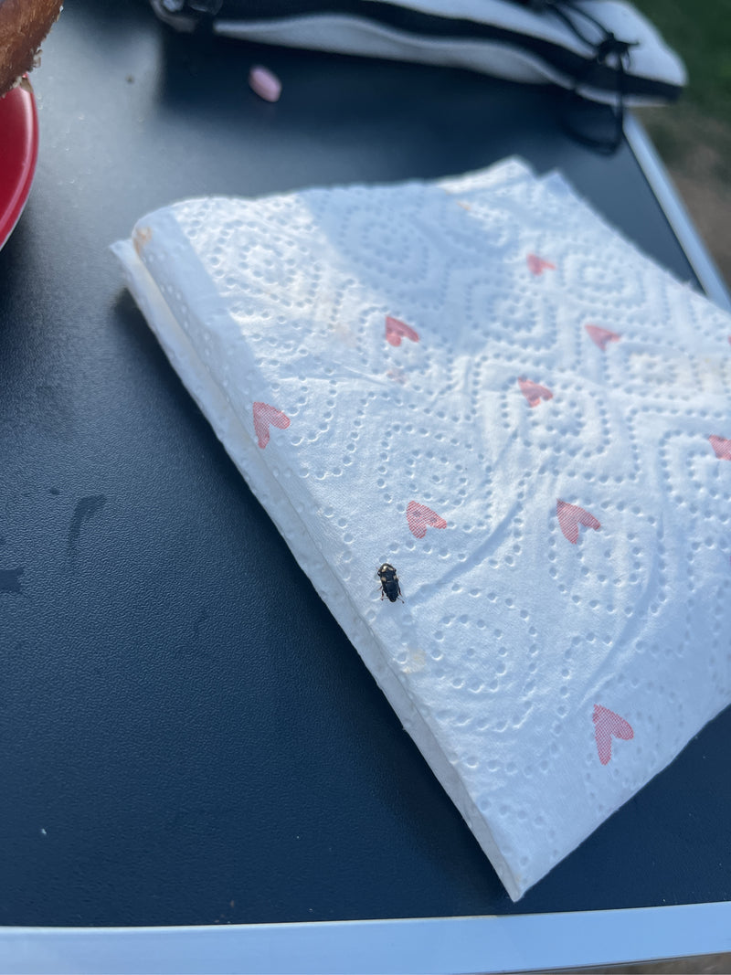 Przekrętka siedzi na złożonej serwetce papierowej w czerwone serduszka. Zdjęcie przedstawia owada od góry w sztucznym otoczeniu.