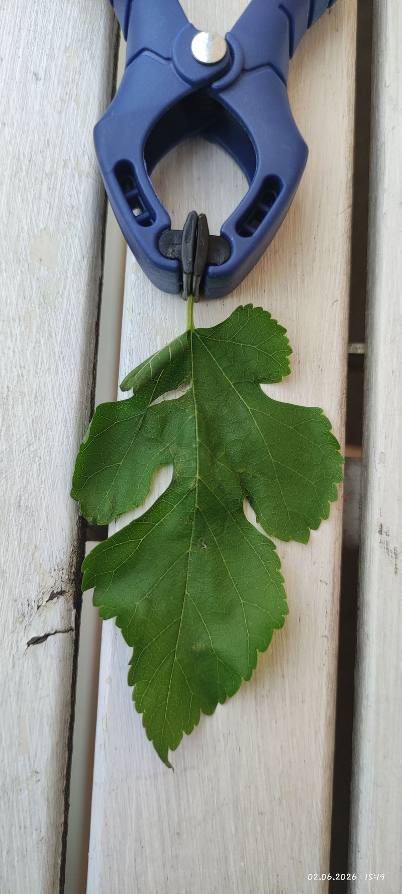 Drzewo morwowe — Bild 2