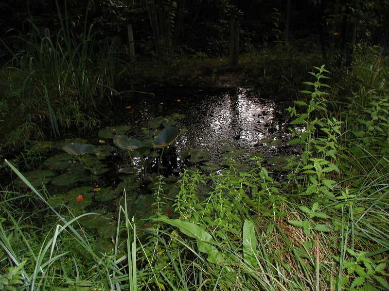 Weiße Seerose — Bild 1