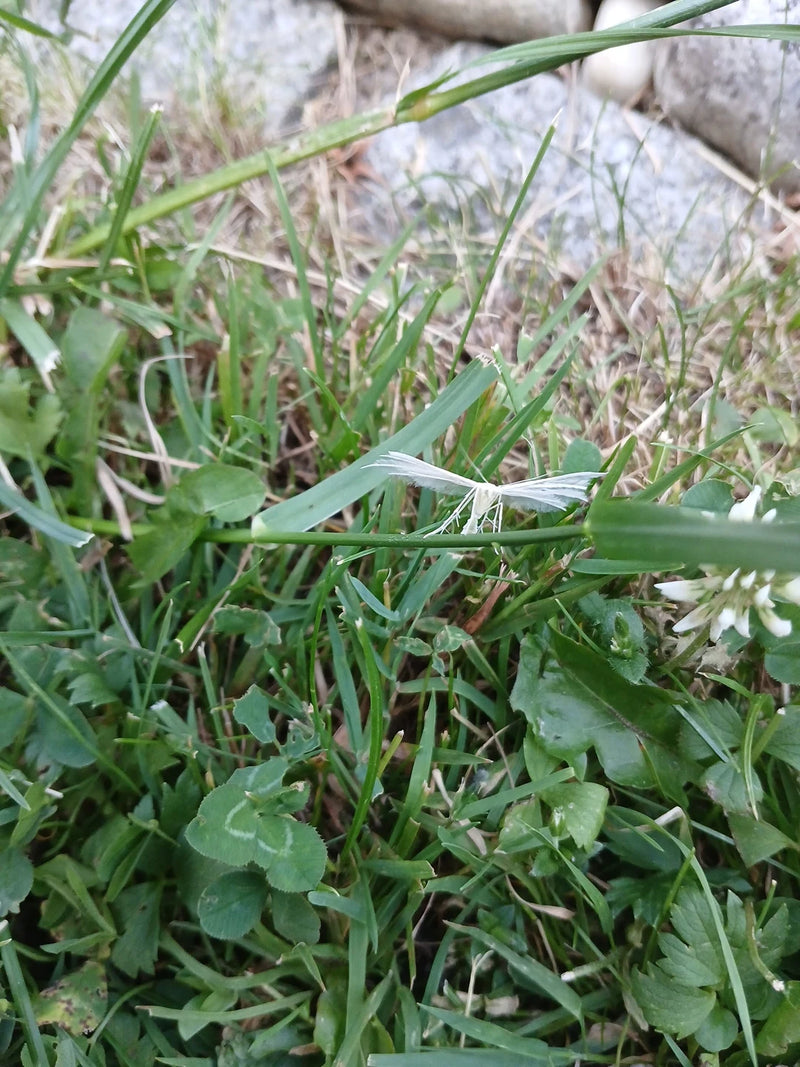 Motyl ćma z białym piórkiem — zdjęcie 1 z 6