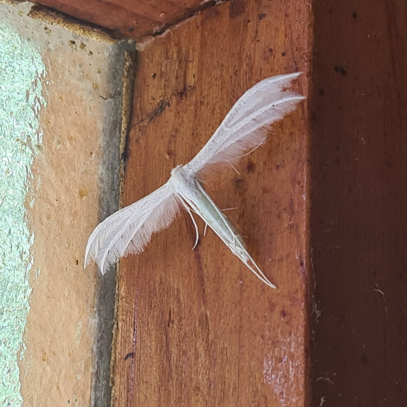 Motyl ćma z białym piórkiem — zdjęcie 3 z 6