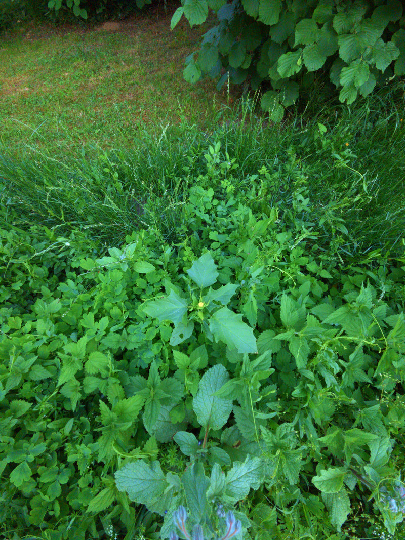 Biała gęsia stopa — Bild 3