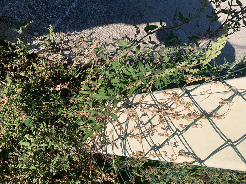 Komosa biała o mączystych kwiatostanach rośnie przy siatce ogrodzeniowej na skraju utwardzonego terenu.