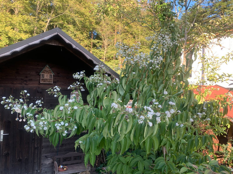 Dereń biały — zdjęcie 3 z 5