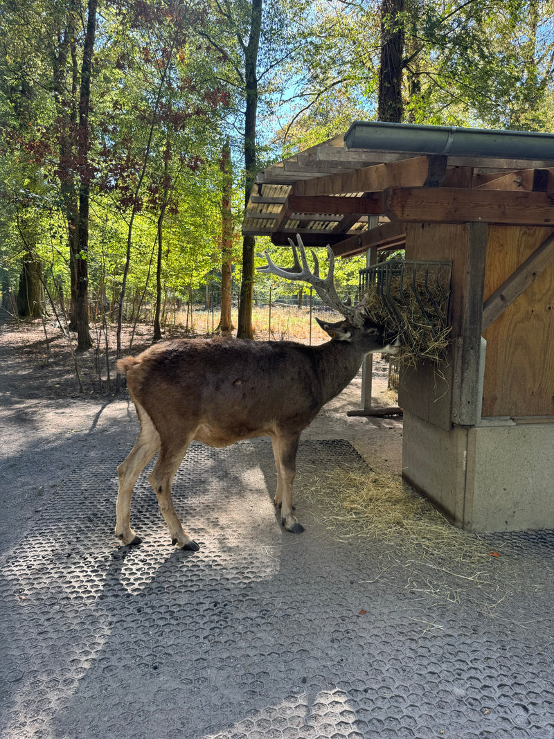 Weißwedelhirsch (Kitz) — zdjęcie 2 z 3