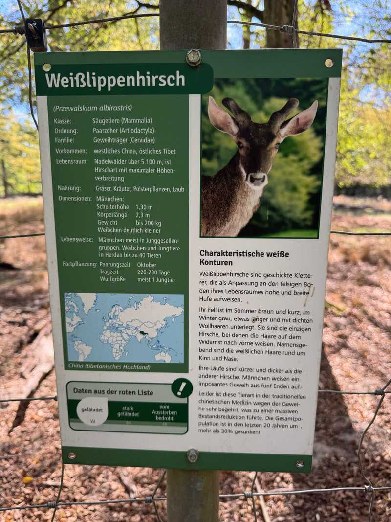 Weißwedelhirsch (Kitz) — zdjęcie 3 z 3