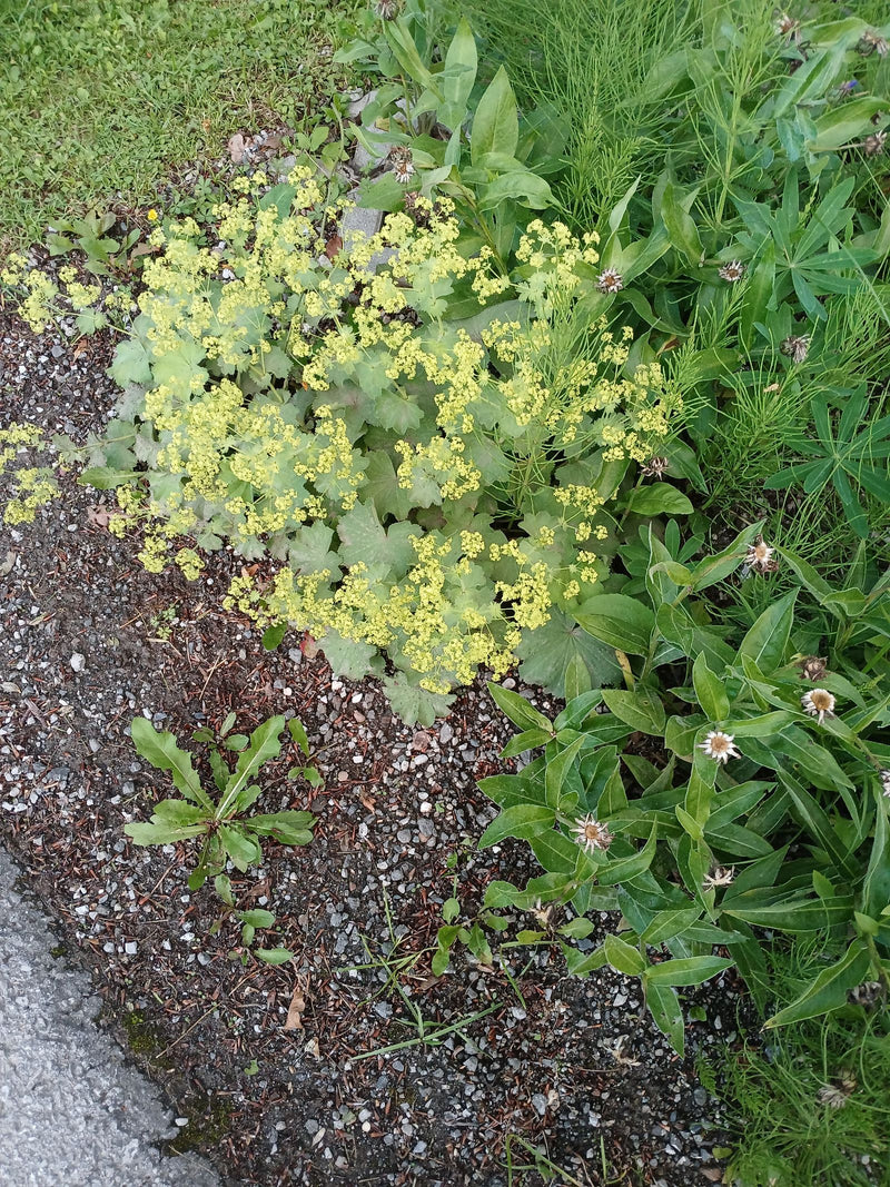 Miękki damski płaszcz — Bild 2