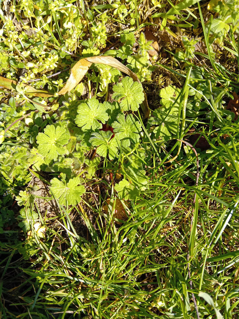 Miękki żuraw — Bild 1
