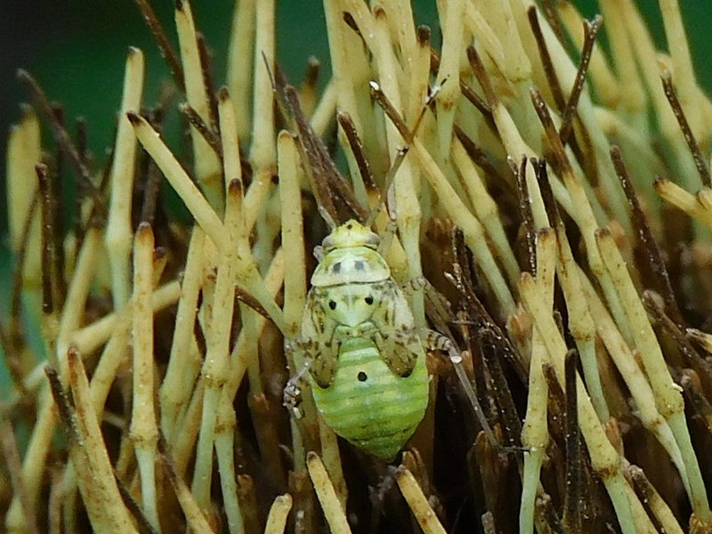 Wiesenwanze — zdjęcie 1 z 1
