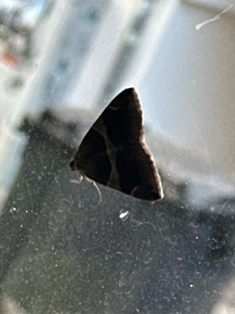 Ćma z kory wierzby — Bild 1