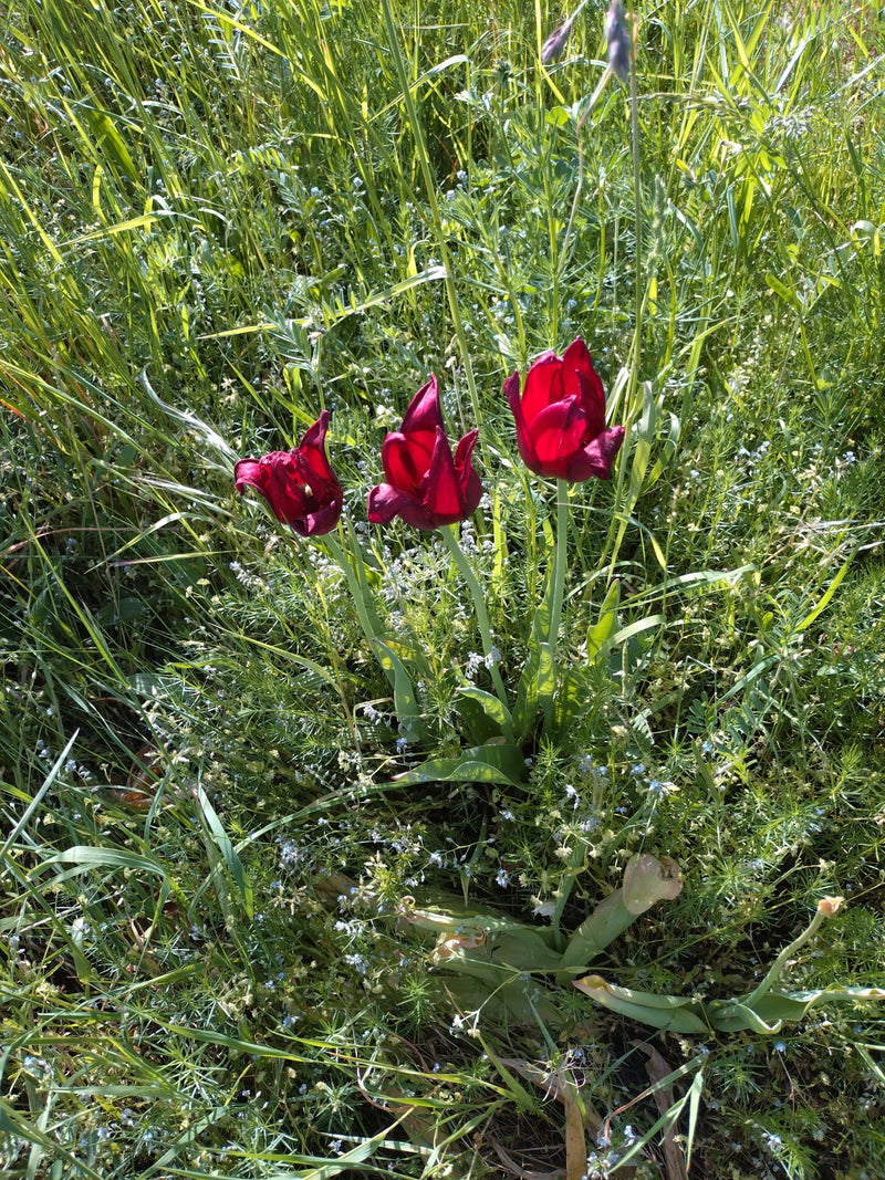 Tulipan z winnicy — Bild 1