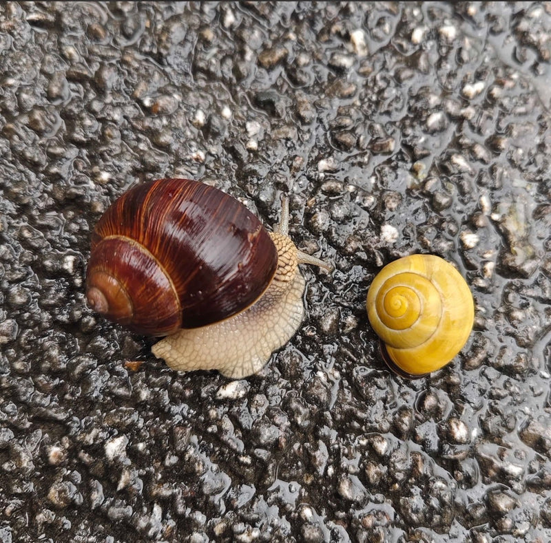 Winniczek czołga się po mokrym asfalcie obok żółtego ślimaka.